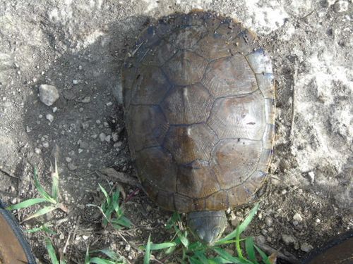 Dossière Trachemys venusta iversoni