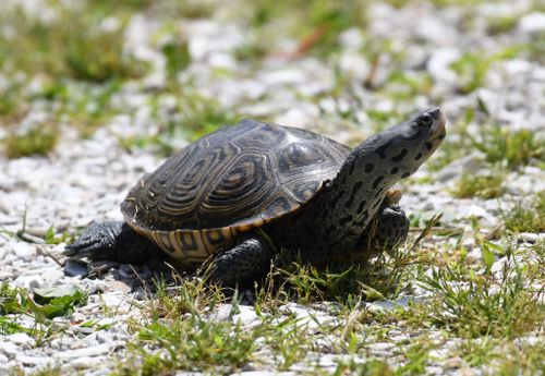 Malaclemys terrapin terrapin