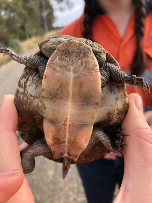 Plastron Emydura macquarii krefftii