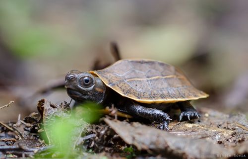 Juvénile Vijayachelys silvatica