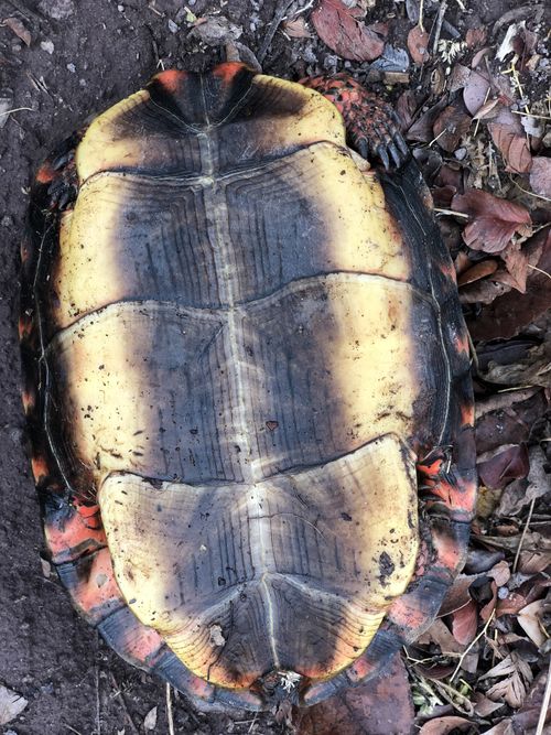 Plastron Rhinoclemmys pulcherrima rogerbarbouri