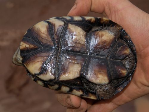 Plastron Pelusios subniger