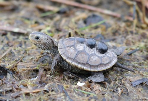 Juvénile Malaclemys terrapin pileata