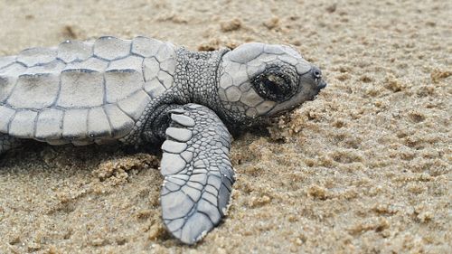 Juvénile Lepidochelys kempii