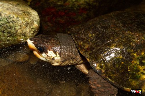 Tête Notochelys platynota