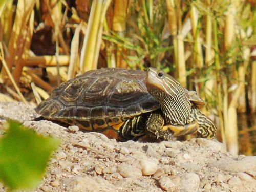 Mauremys caspica