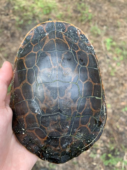 Dossière Deirochelys reticularia chrysea