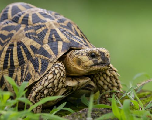 Corps Geochelone elegans