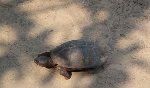 Dossière Pelusios niger