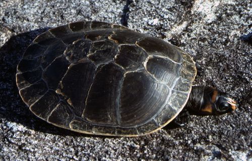 Dossière Podocnemis erythrocephala