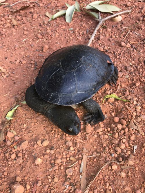 Dossière Chelodina rugosa