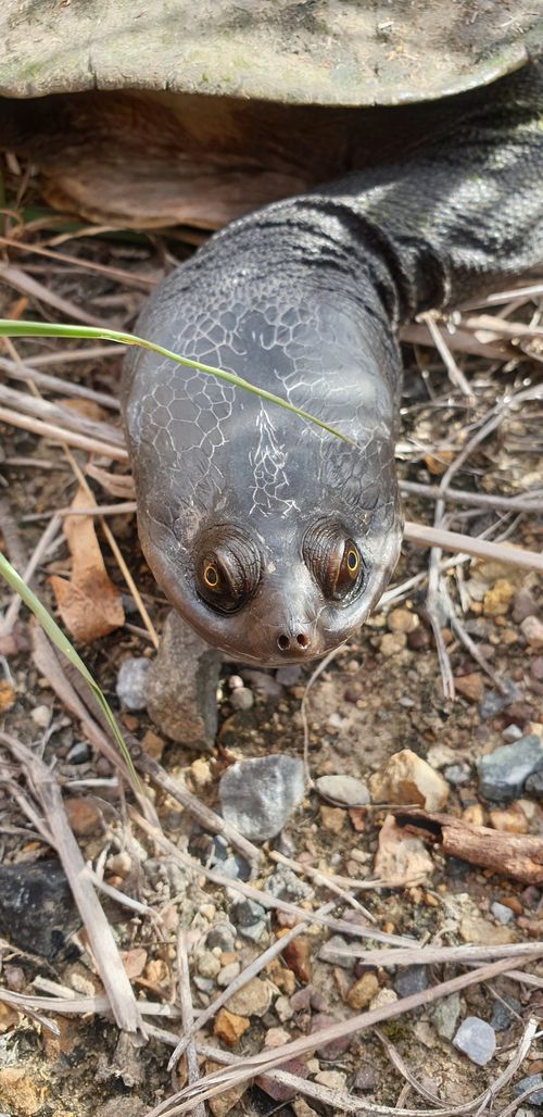 Tête Chelodina expansa