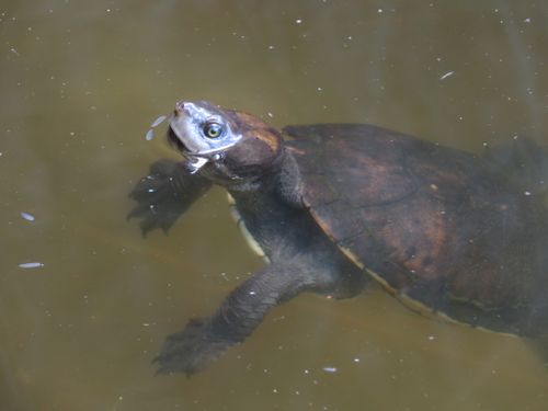 Tête Emydura macquarii nigra