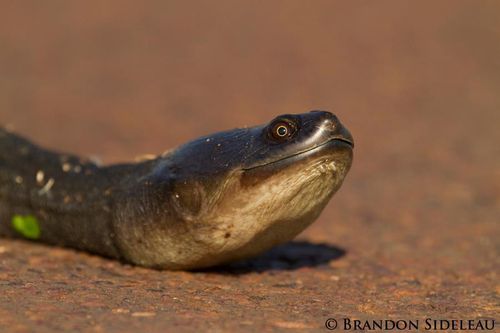 Tête Chelodina rugosa