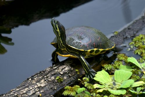 Trachemys venusta venusta