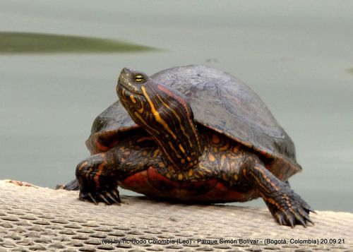 Trachemys callirostris callirostris