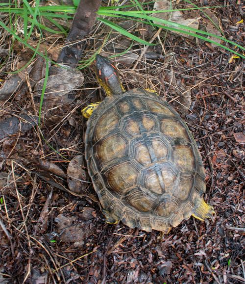 Dossière Rhinoclemmys areolata