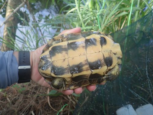 Plastron Mauremys mutica mutica