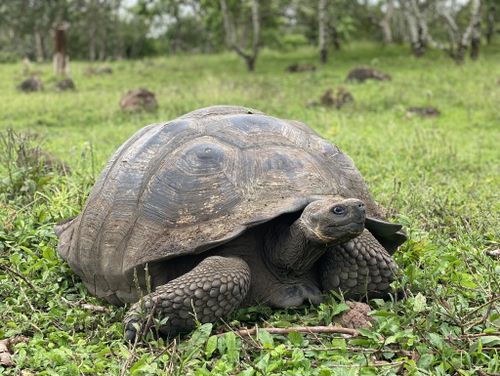 Chelonoidis niger porteri