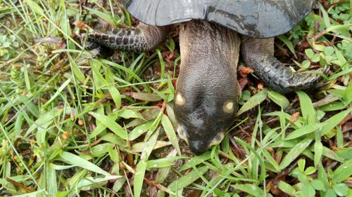 Corps Siebenrockiella crassicollis