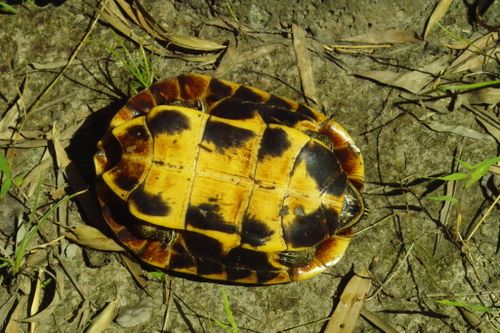 Plastron Malayemys subtrijuga