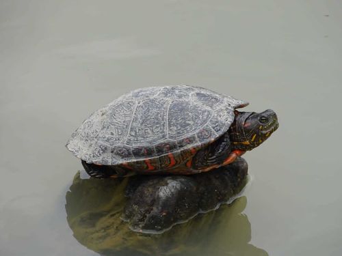 Dossière Trachemys callirostris callirostris