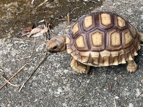 Juvénile Centrochelys sulcata