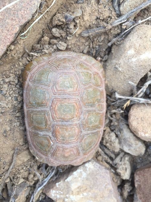 Dossière Chersobius boulengeri