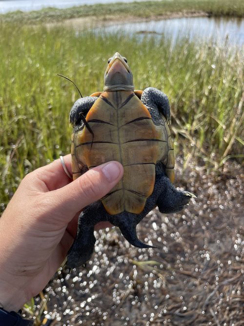 Plastron Malaclemys terrapin macrospilota