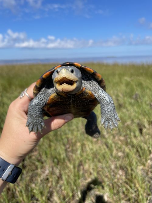 Corps Malaclemys terrapin macrospilota