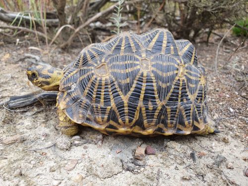 Dossière Psammobates geometricus