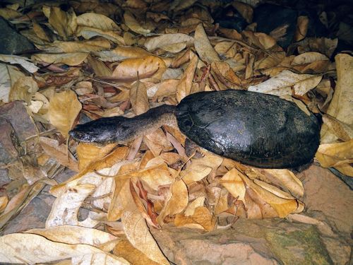 Chelodina walloyarrina