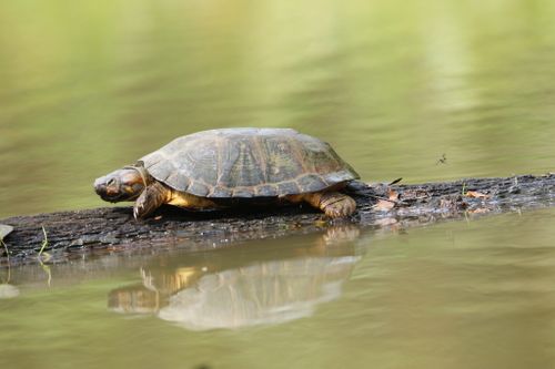 Pelusios gabonensis