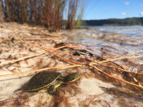 Juvénile Emydura macquarii nigra