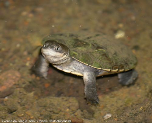 Pelomedusa subrufa