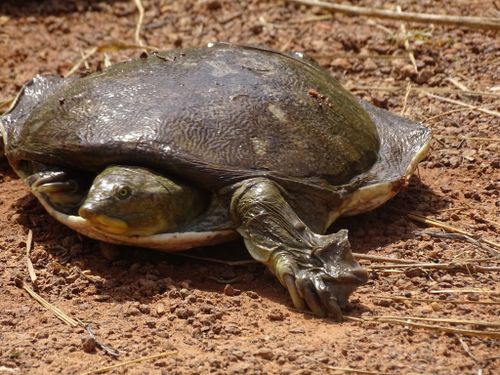 Corps Cyclanorbis senegalensis