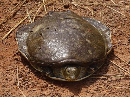 Cyclanorbis senegalensis