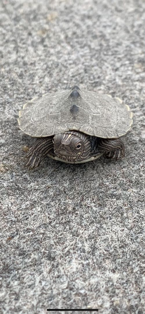 Juvénile Graptemys ouachitensis