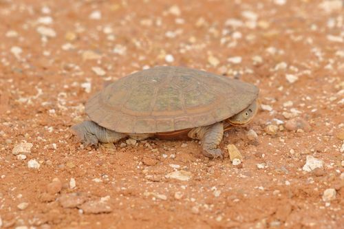 Chelodina steindachneri