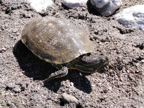 Dossière Trachemys decorata