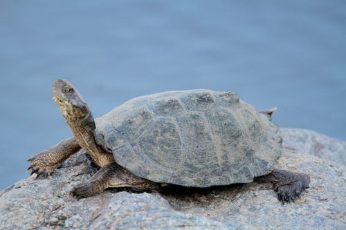 Pelusios sinuatus