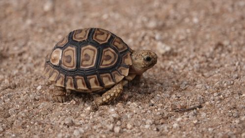 Juvénile Stigmochelys pardalis