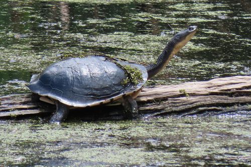 Chelodina longicollis