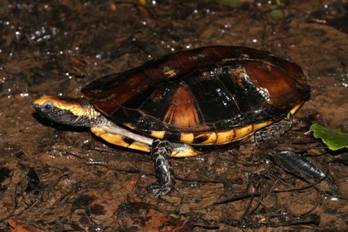 Platemys platycephala