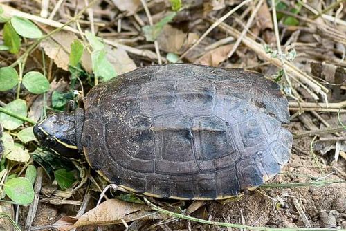 Dossière Malayemys khoratensis