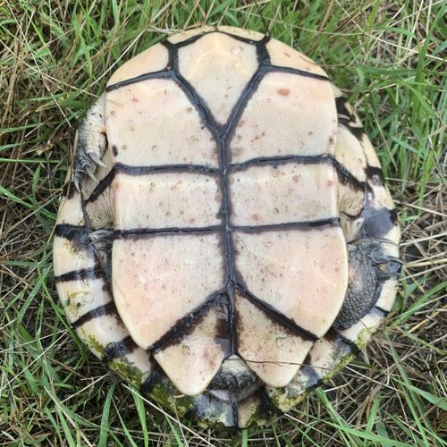 Plastron Chelodina longicollis