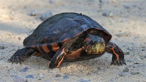 Trachemys dorbigni