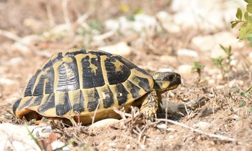 Tête Testudo hermanni hermanni