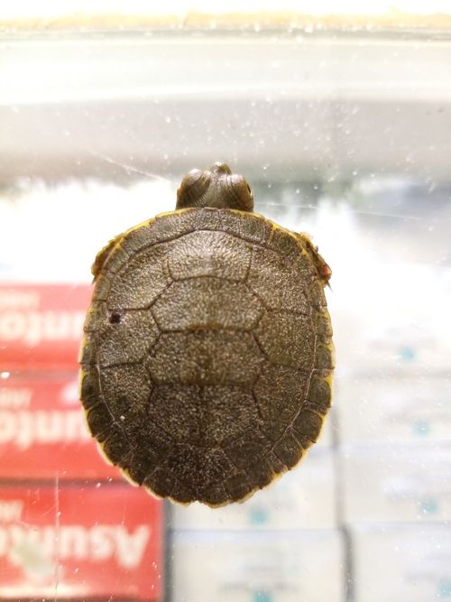 Juvénile Trachemys yaquia