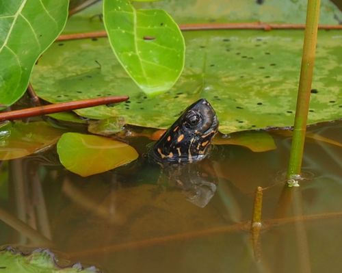 Tête Melanochelys trijuga